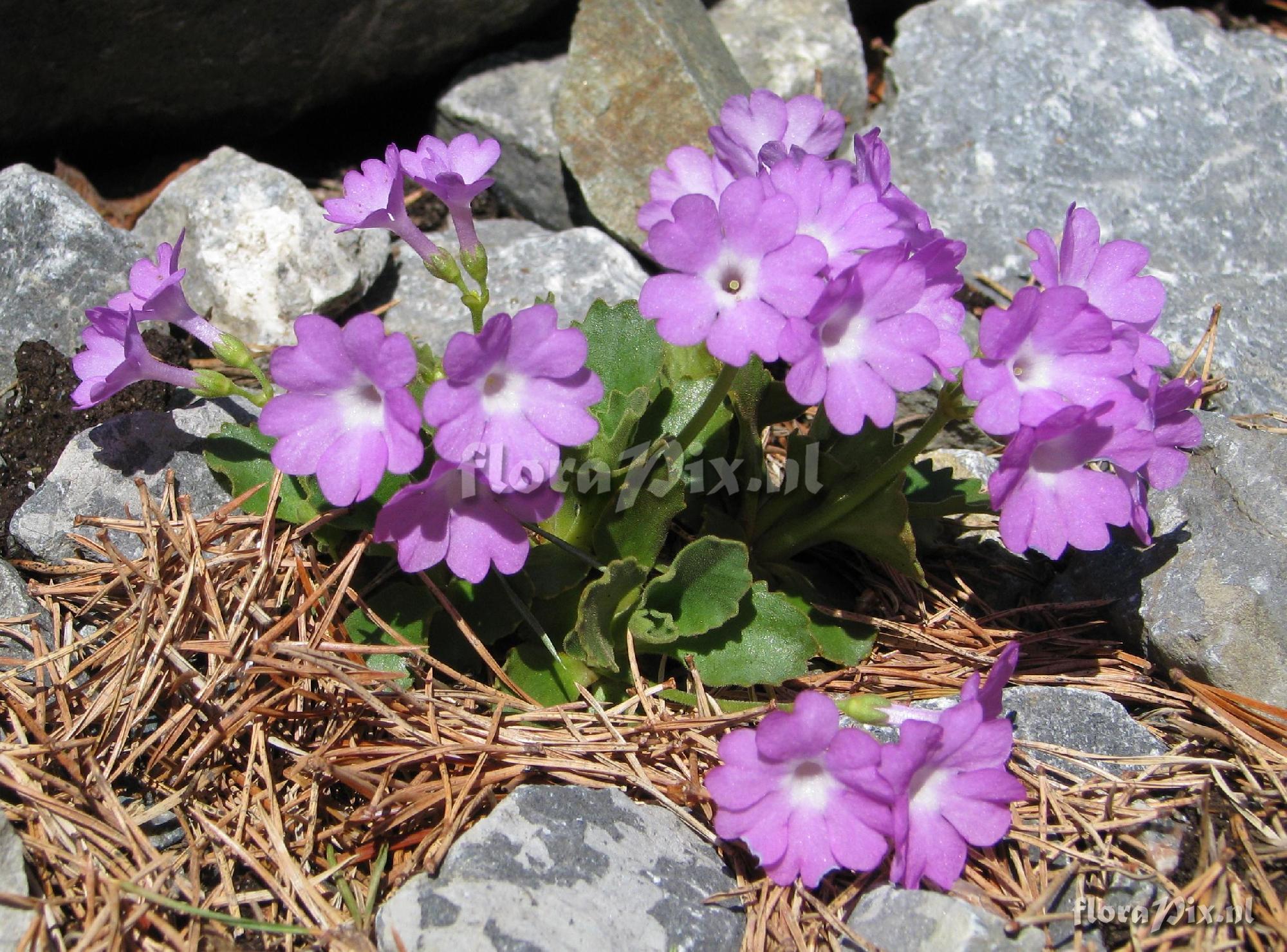 Primula X berninae 