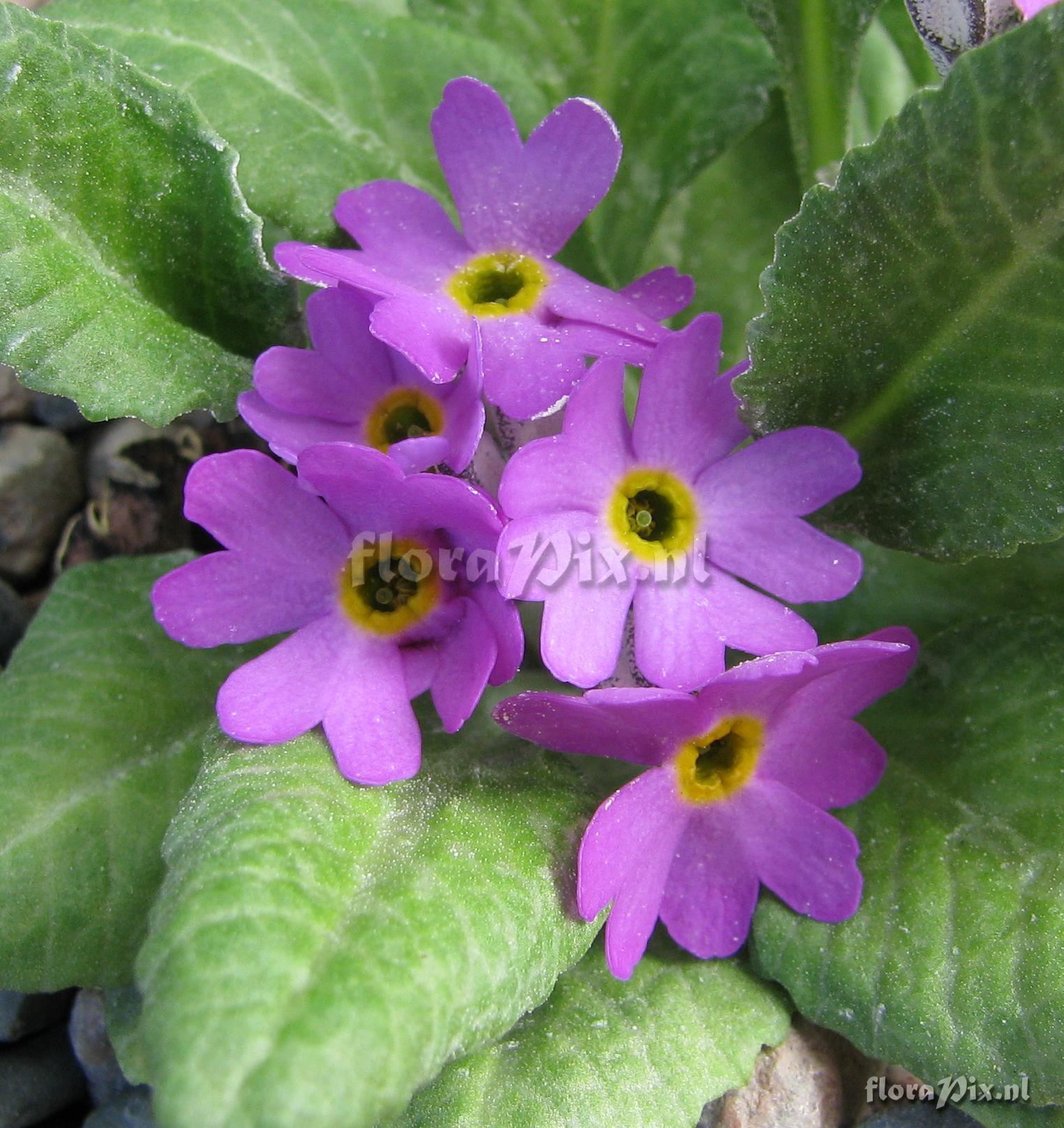 Primula laurentiana