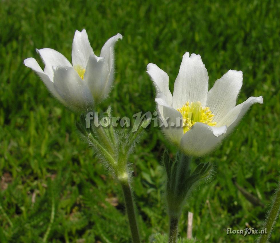 Pulsatilla georgica