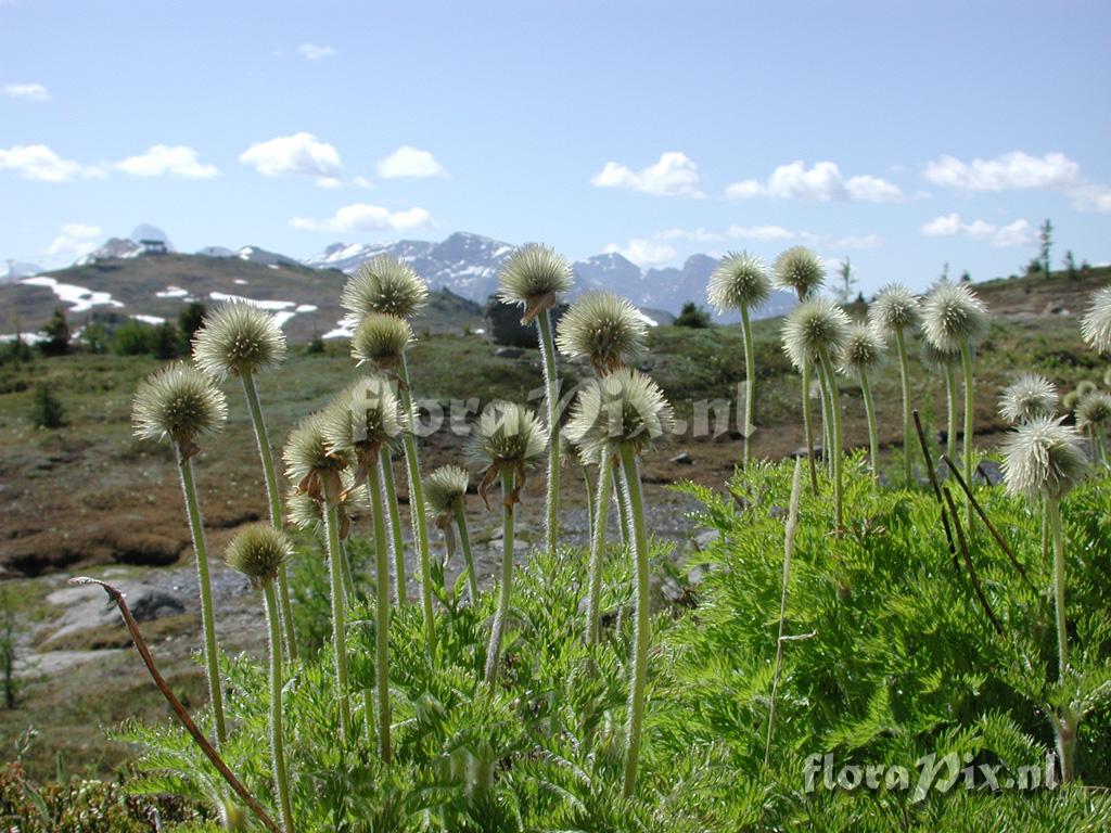 Pulsatilla occidentalis