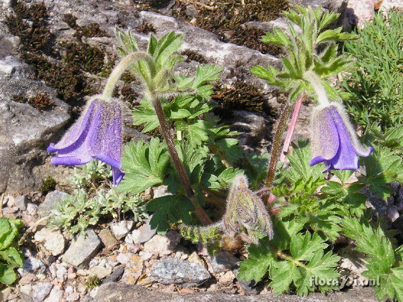 Pulsatilla turczaninovii