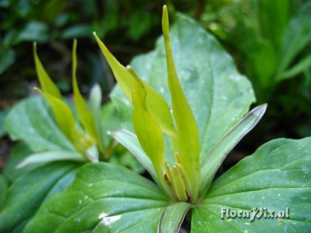 Trillium