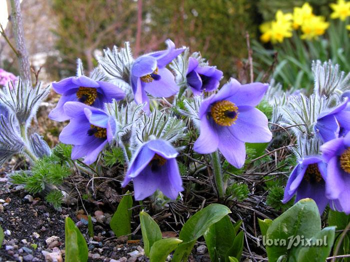 Pulsatilla vulgaris