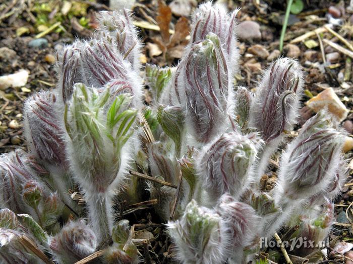 Pulsatilla vulgaris