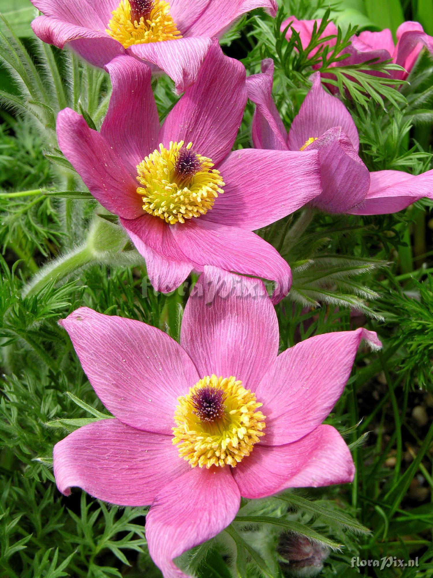 Pulsatilla vulgaris