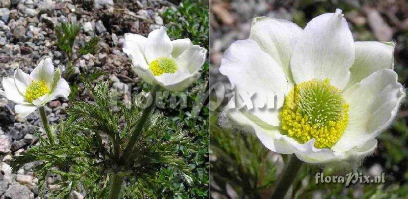 Pulsatilla alpina