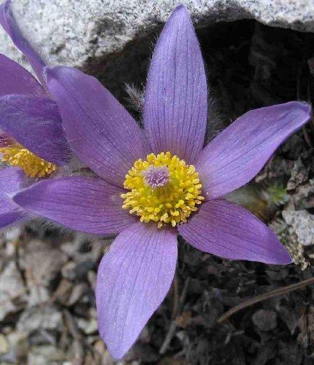 Pulsatilla halleri