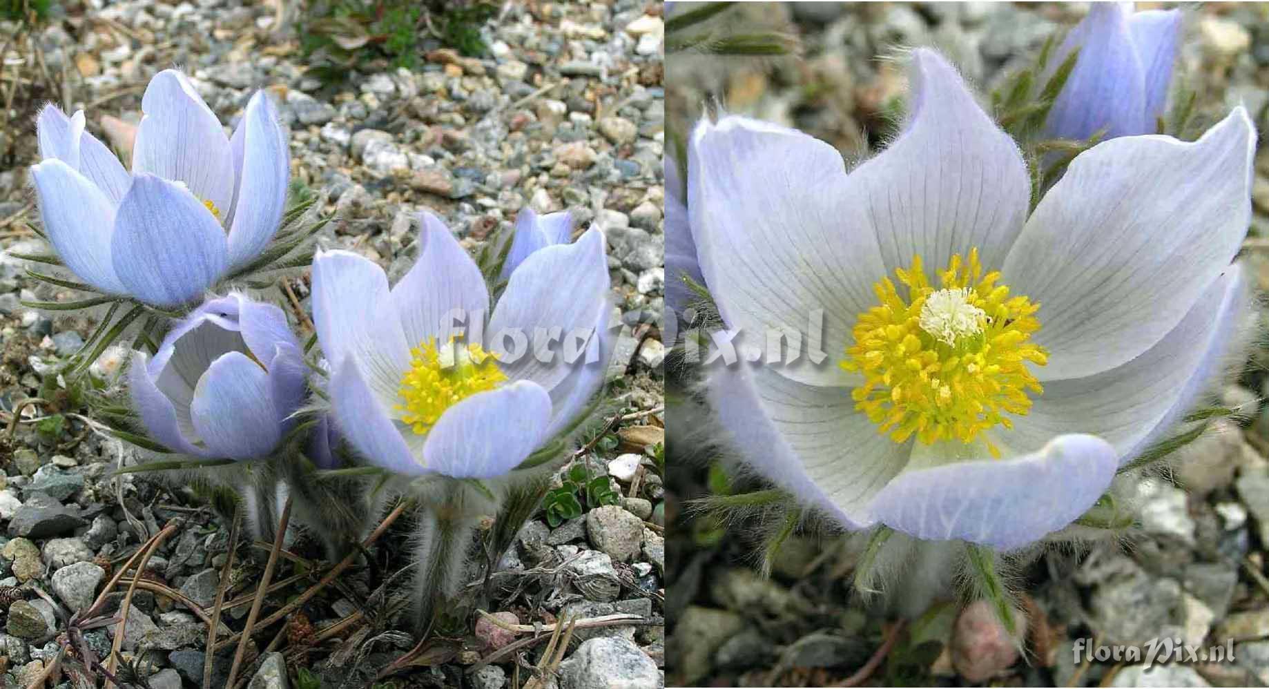 Pulsatilla patens