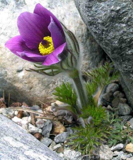 Pulsatilla serotina