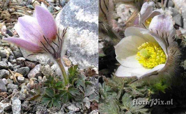 Pulsatilla vernalis