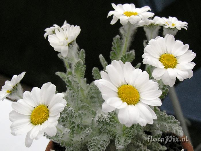 Pyrethrum leontopodium