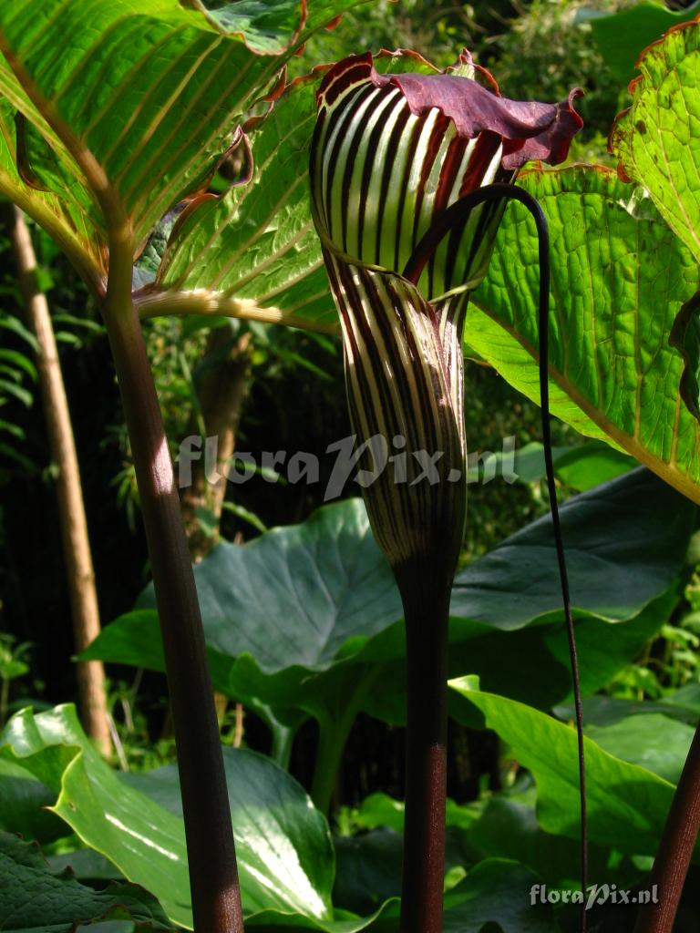 Arisaema wilsonii