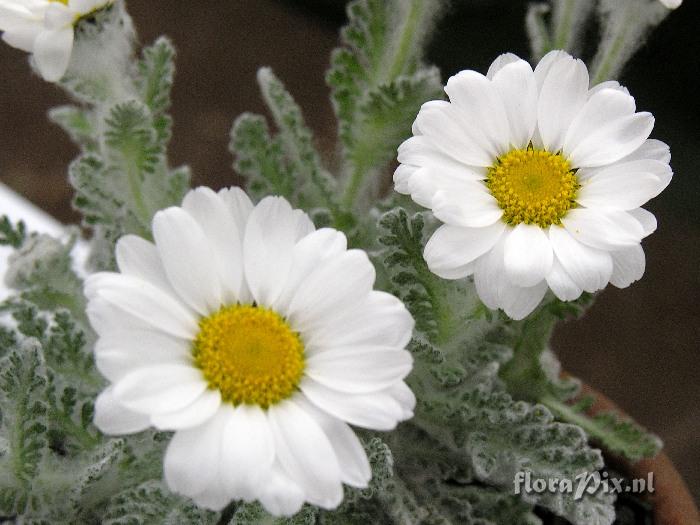 Pyrethrum leontopodium