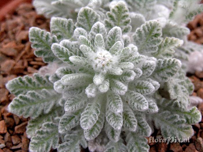 Pyrethrum leontopodium