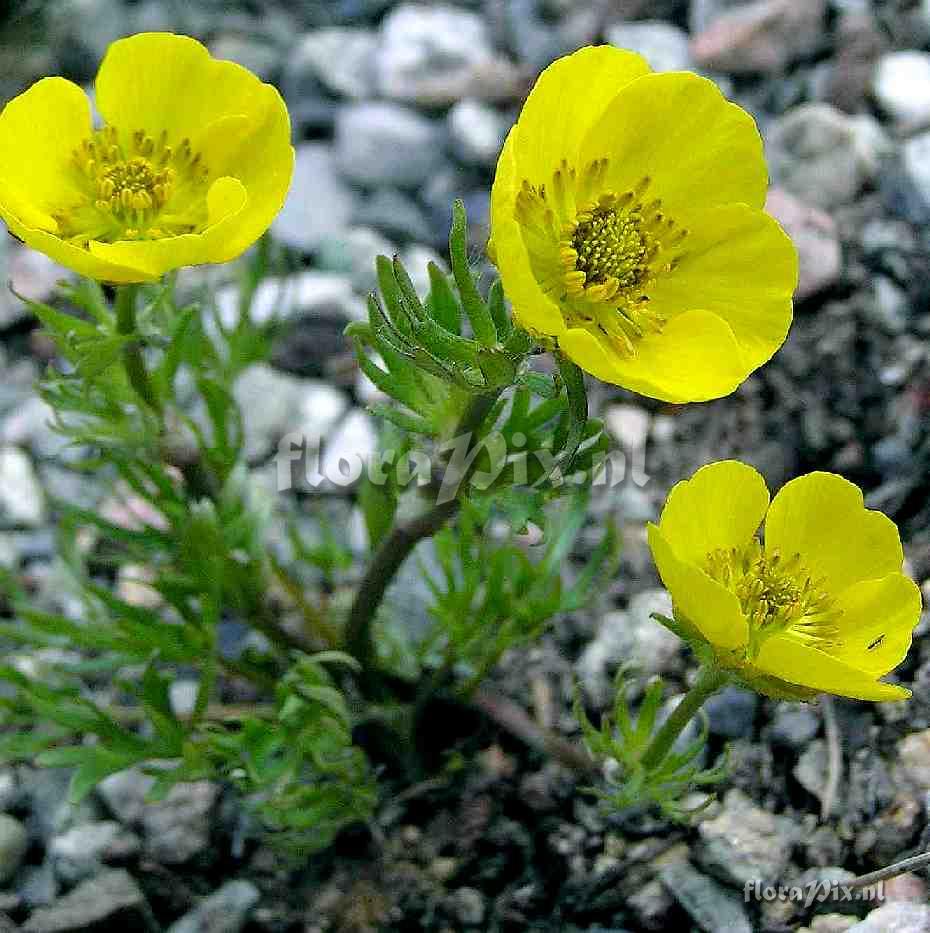 Ranunculus adoneus