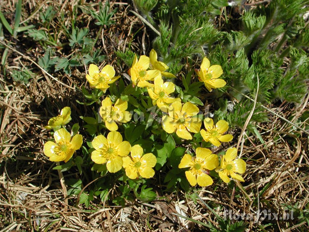 Ranunculus eschscholtzii