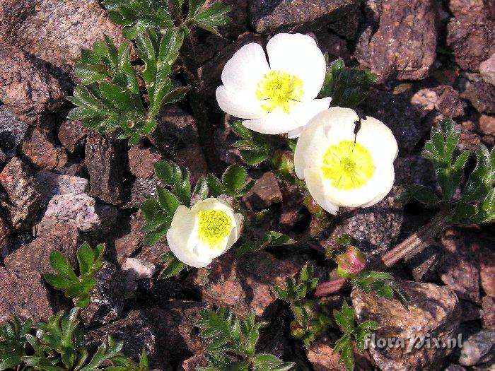 Ranunculus glacialis