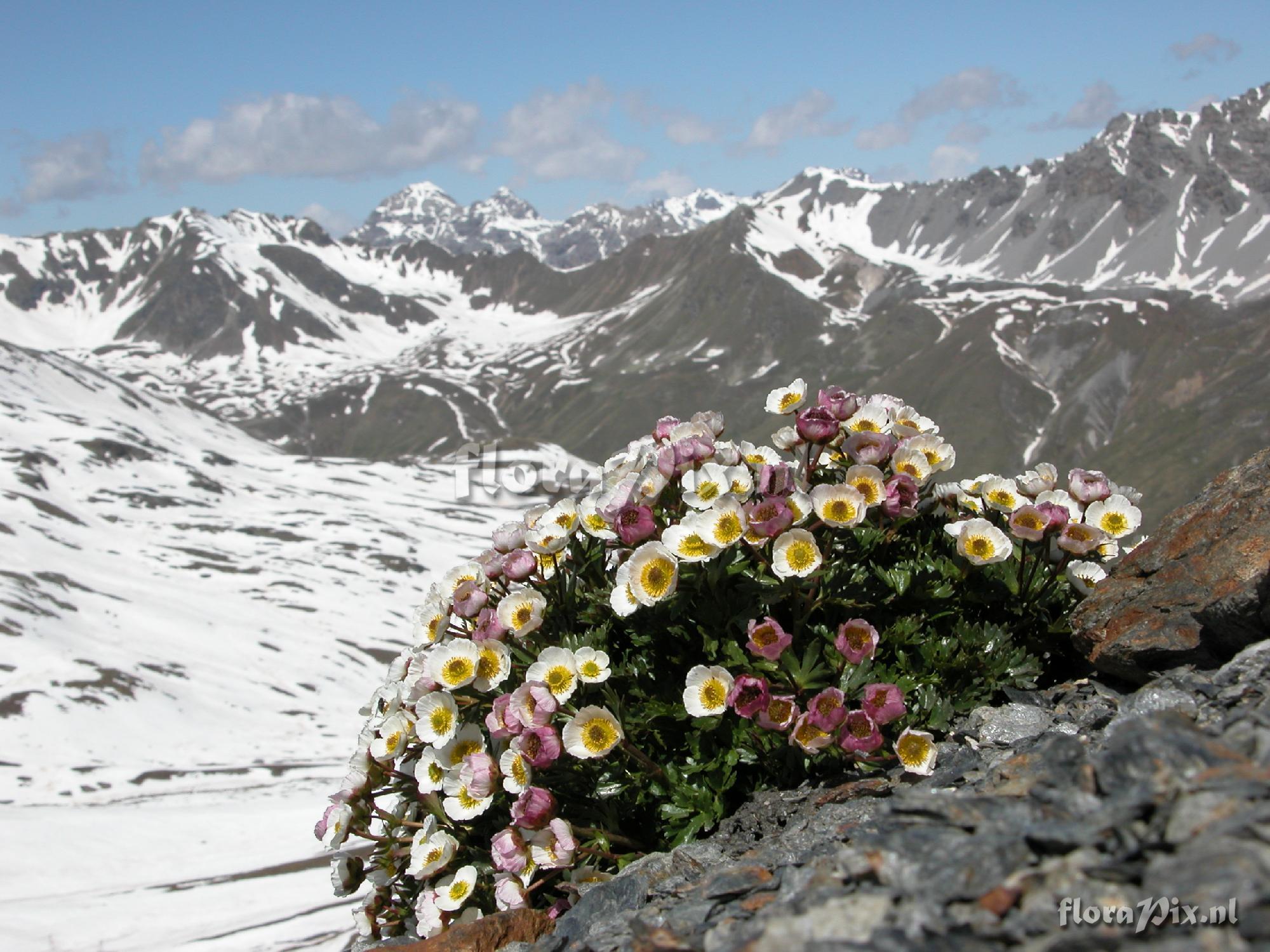 Ranunculus glacialis