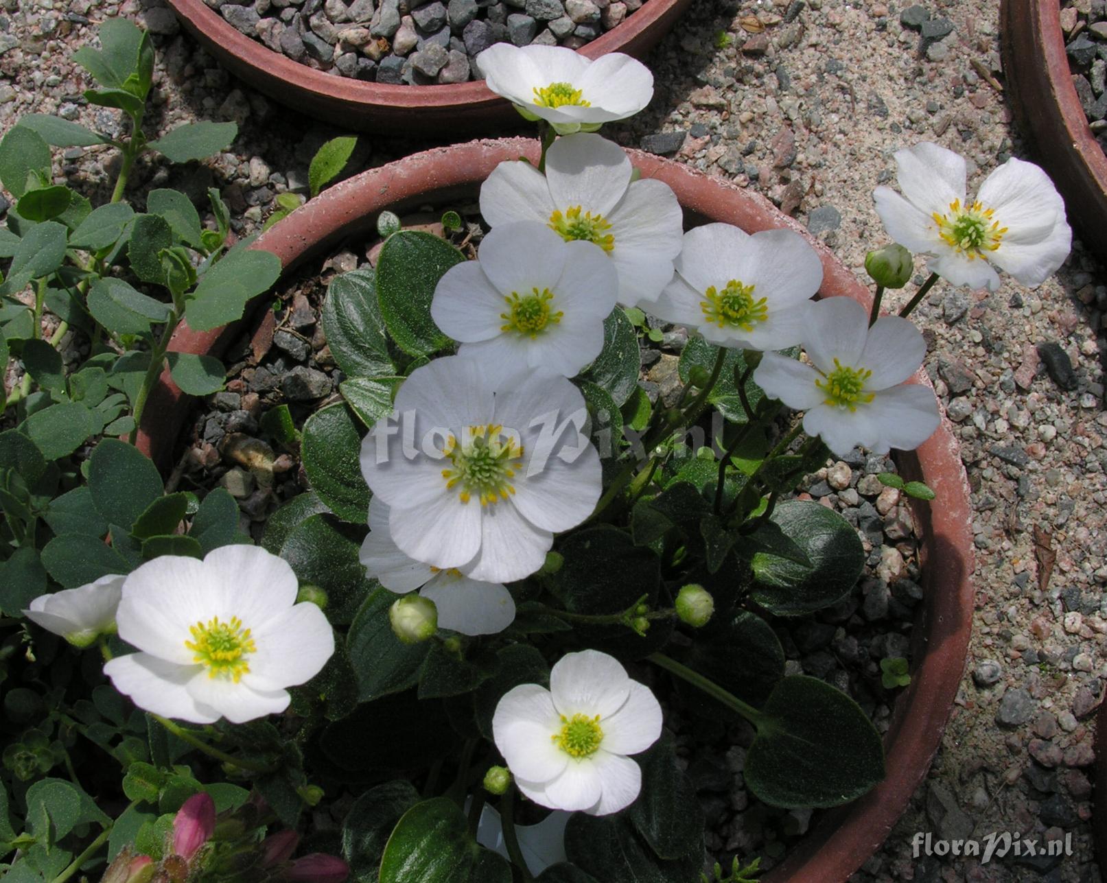 Ranunculus parnassifolius