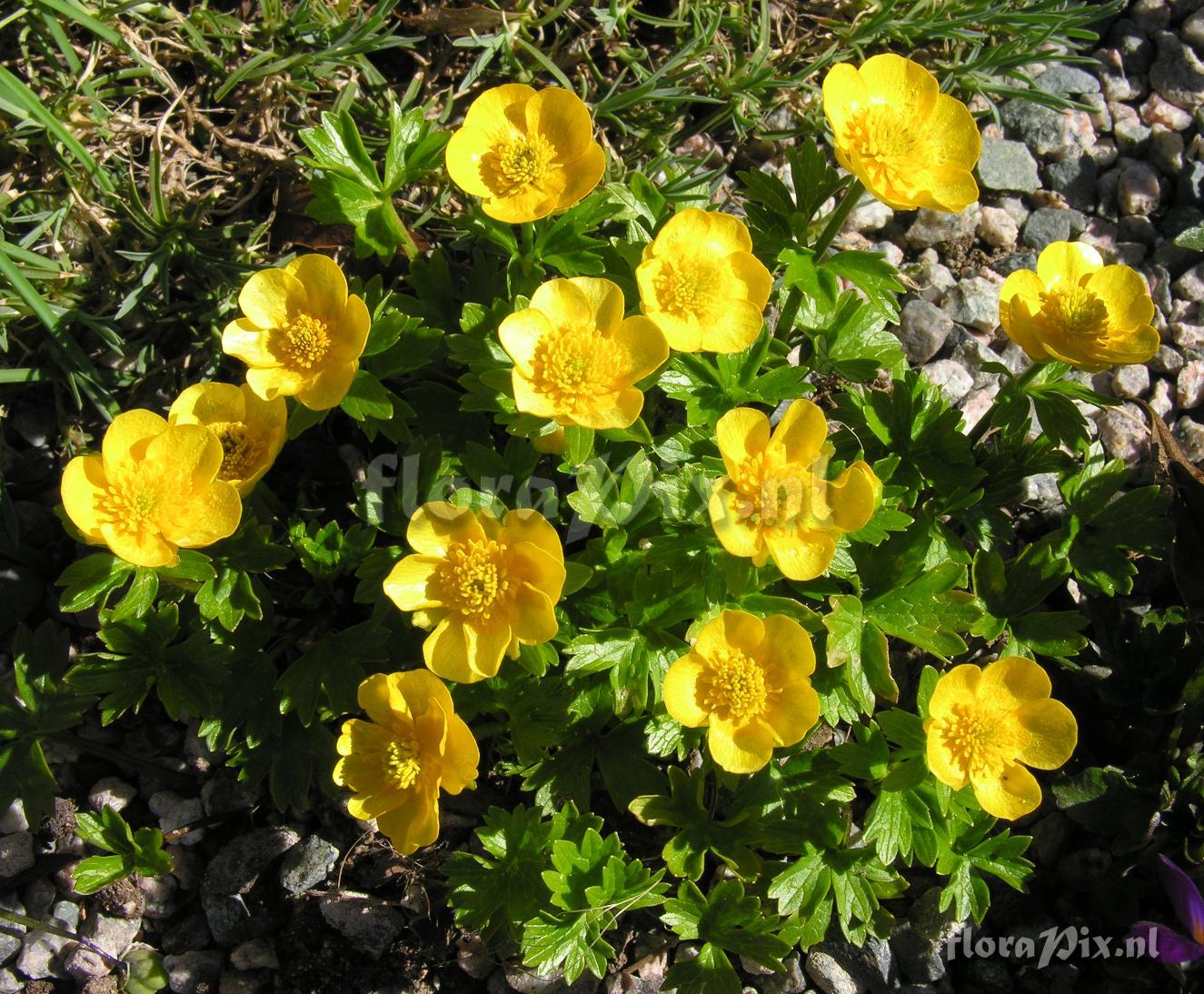 Ranunculus montanus 