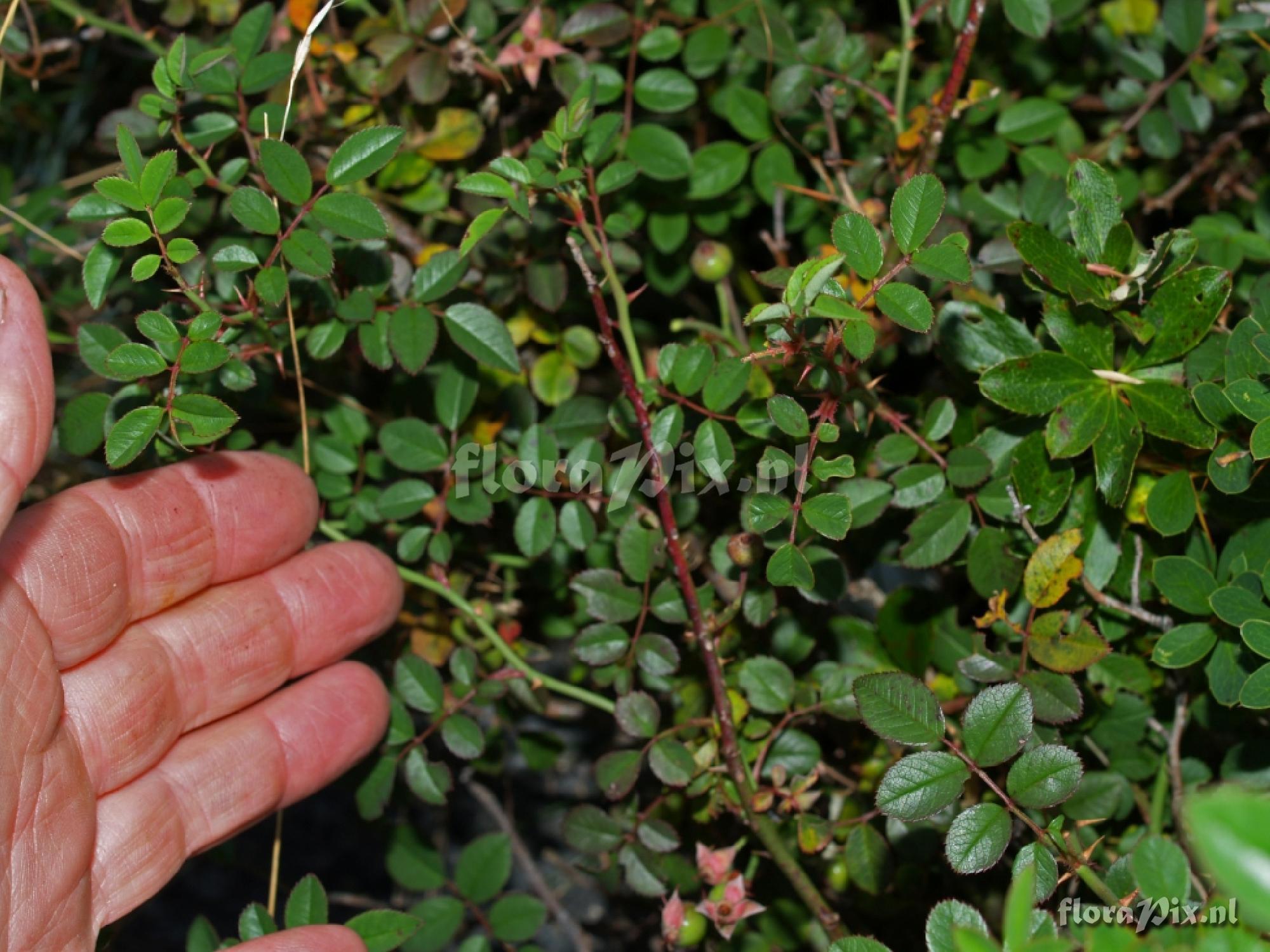 Rosa transmorrisonensis