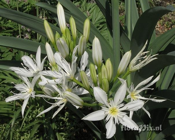 Pancratium illyricum