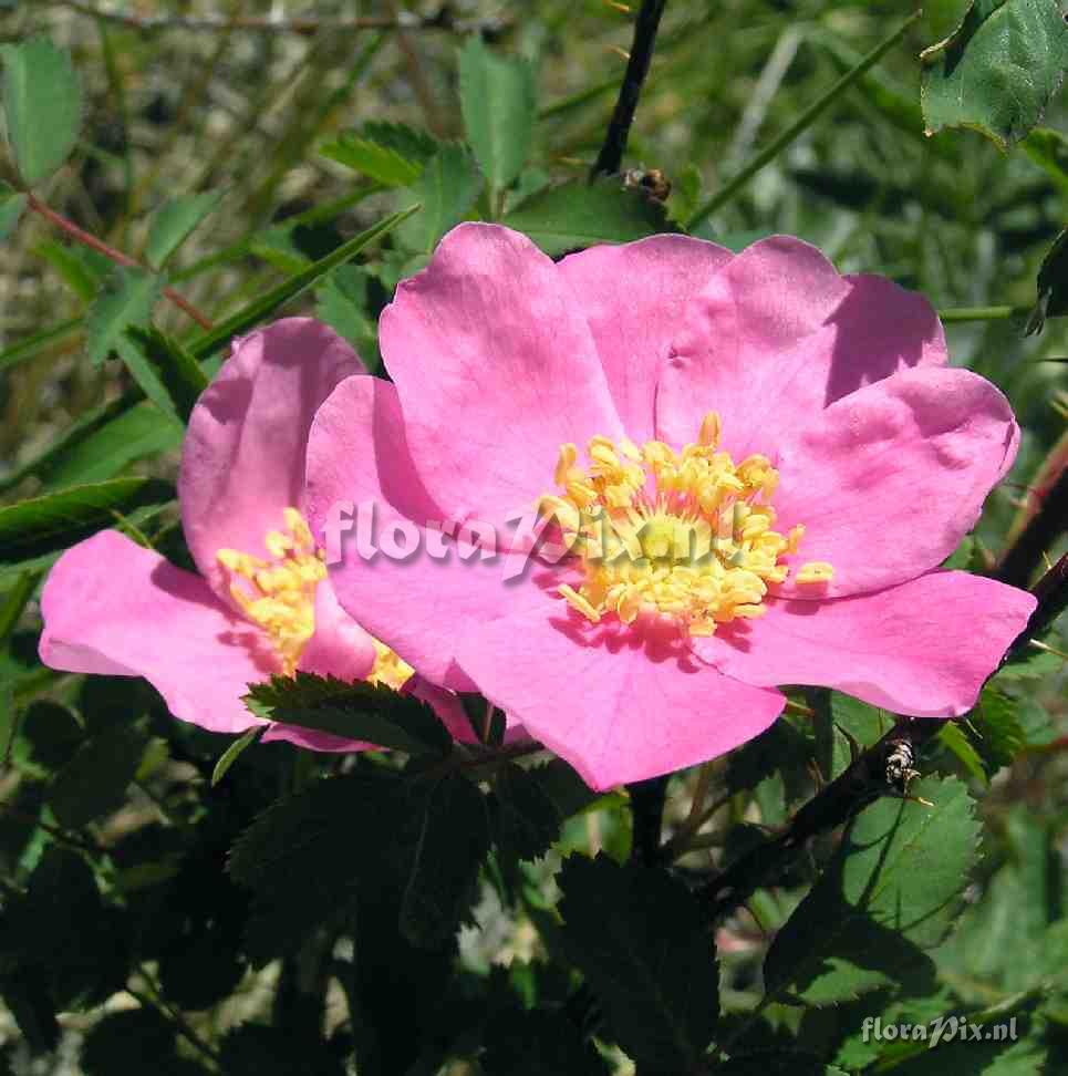 Rosa woodsii