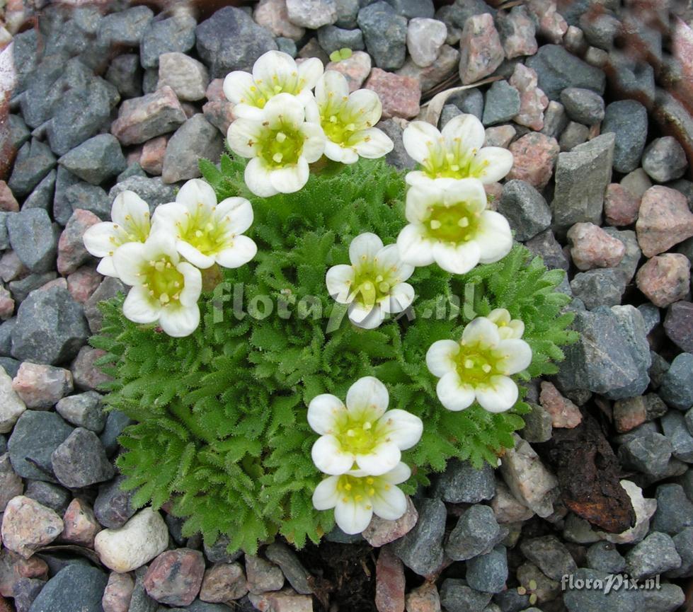 Saxifraga caespitosa