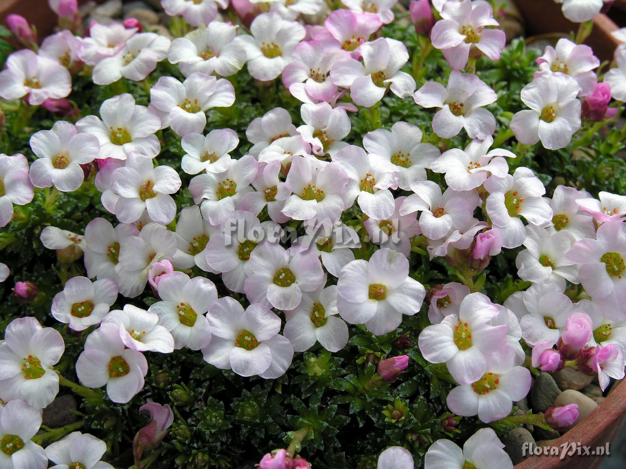 Saxifraga Mary Golds