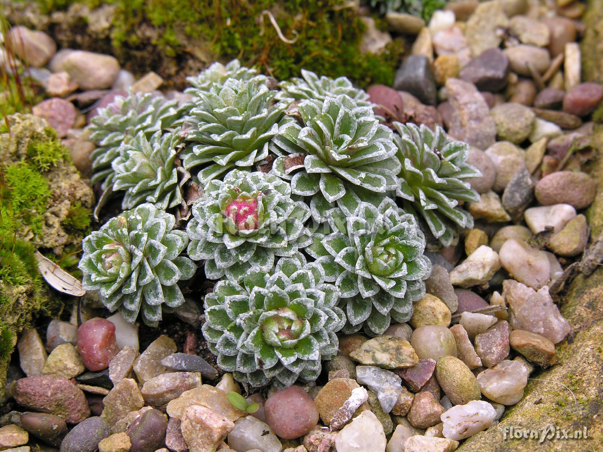 Saxifraga Allendale Duo