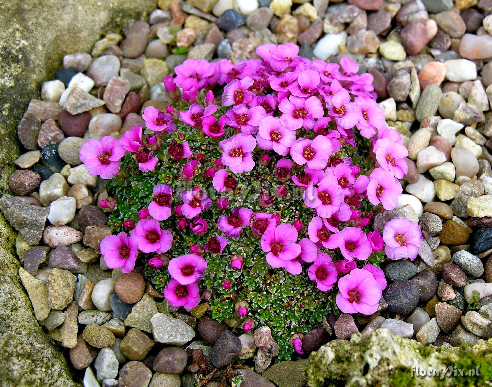 Saxifraga Allendale Elf