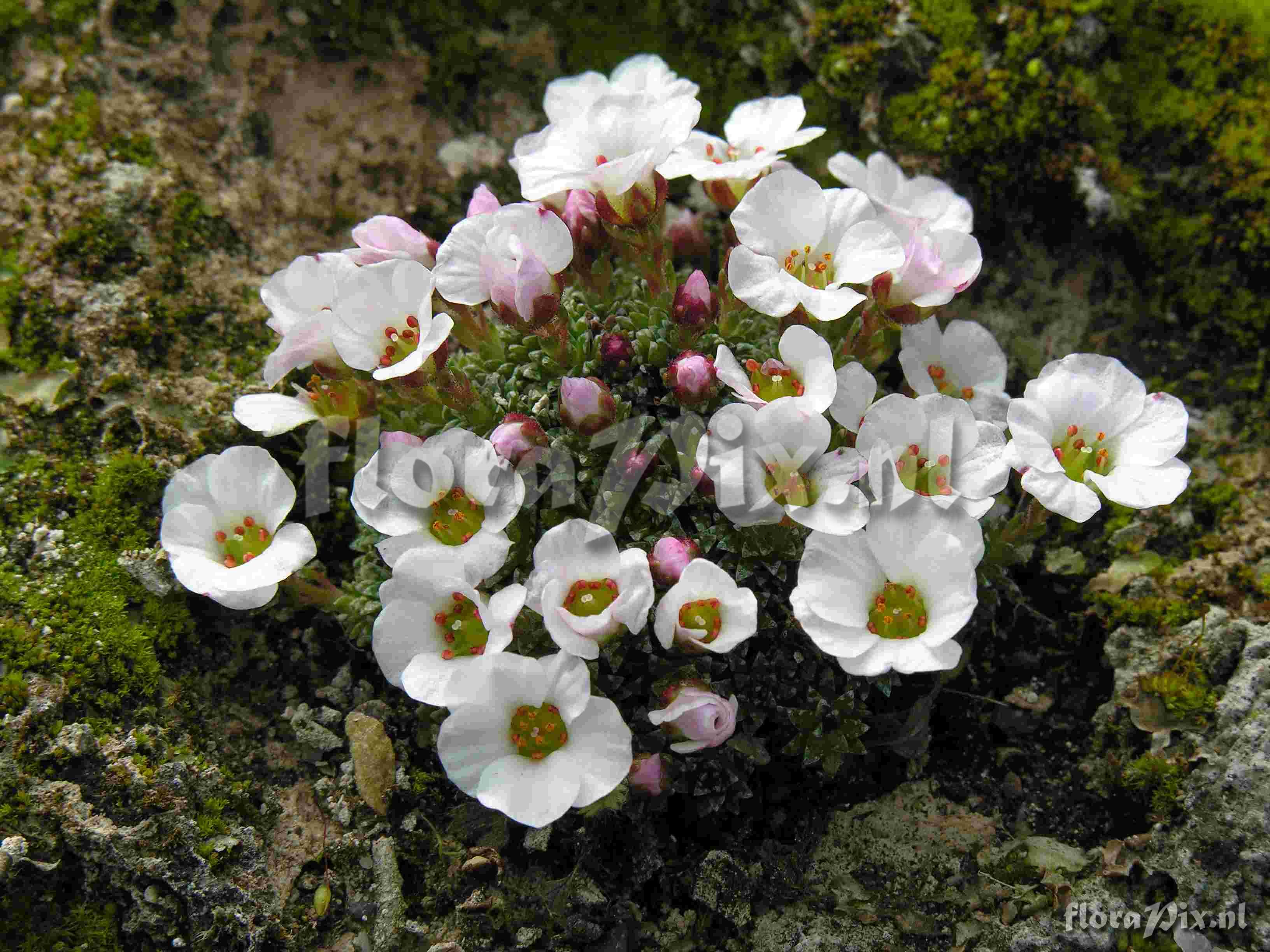 Saxifraga cumulus