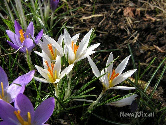 Crocus fleischeri