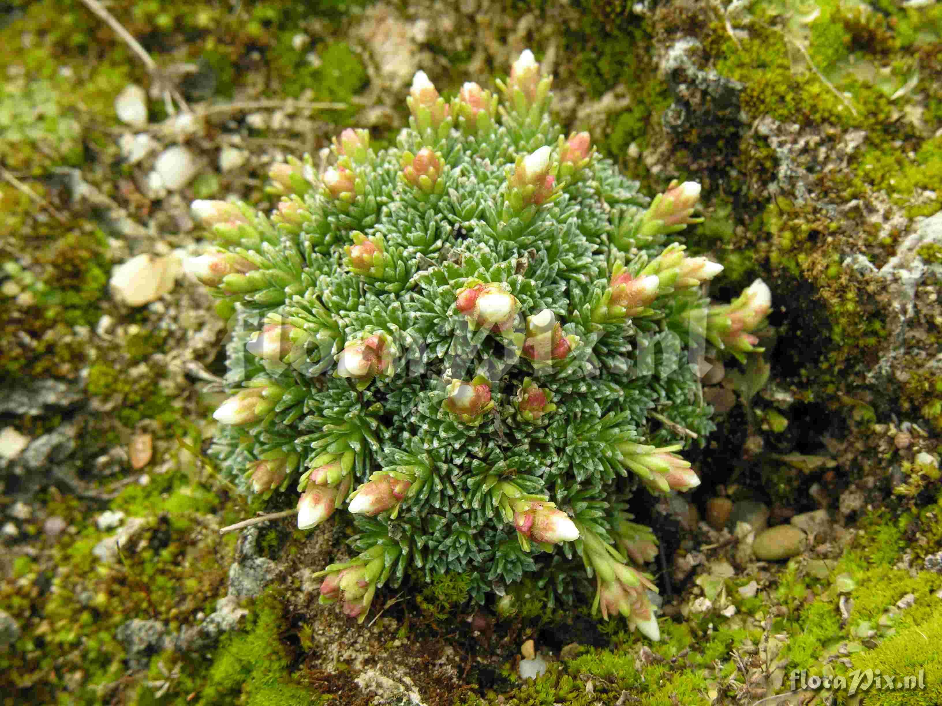 Saxifraga obtusa