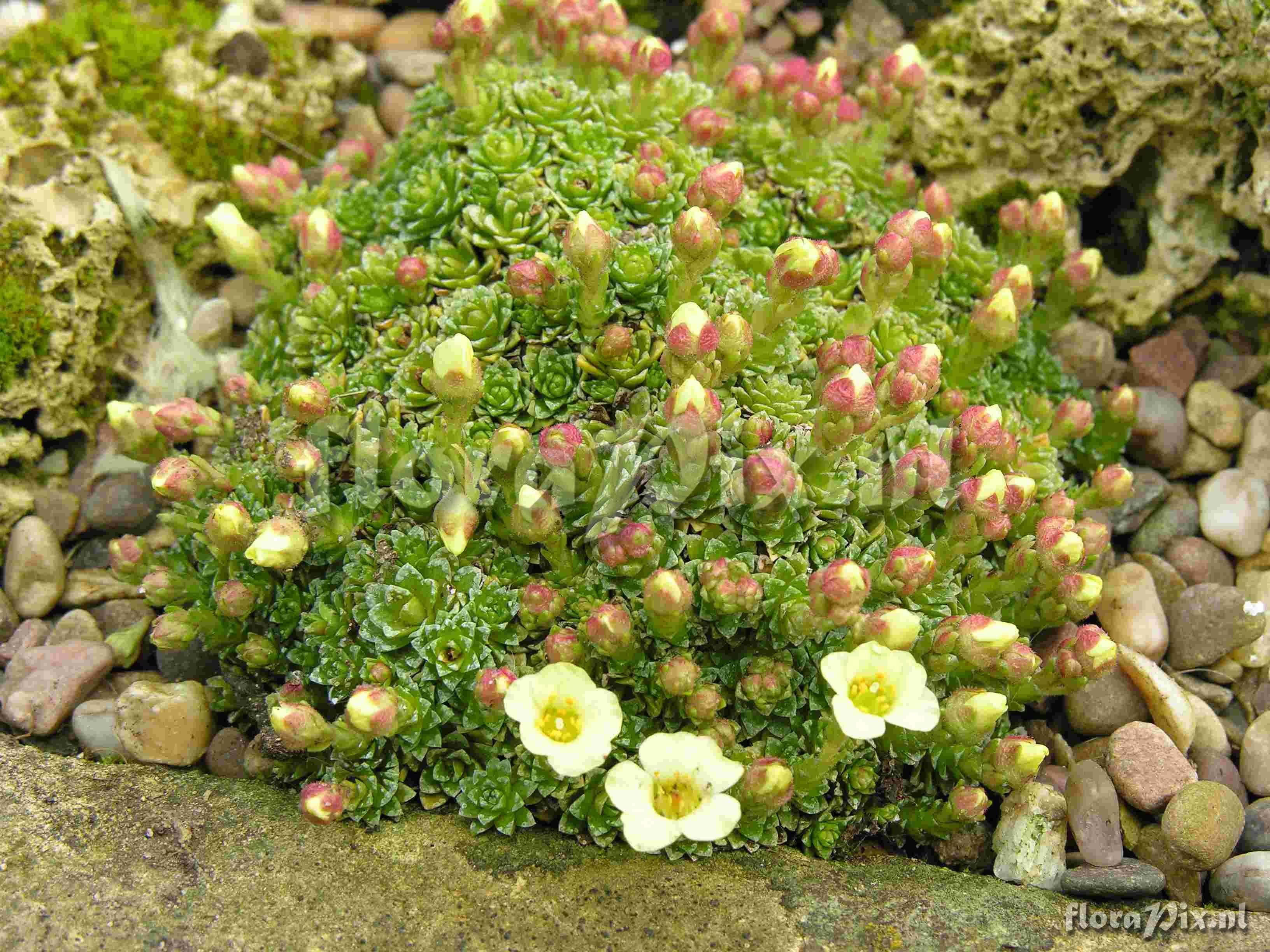 Saxifraga Allendale Goblin