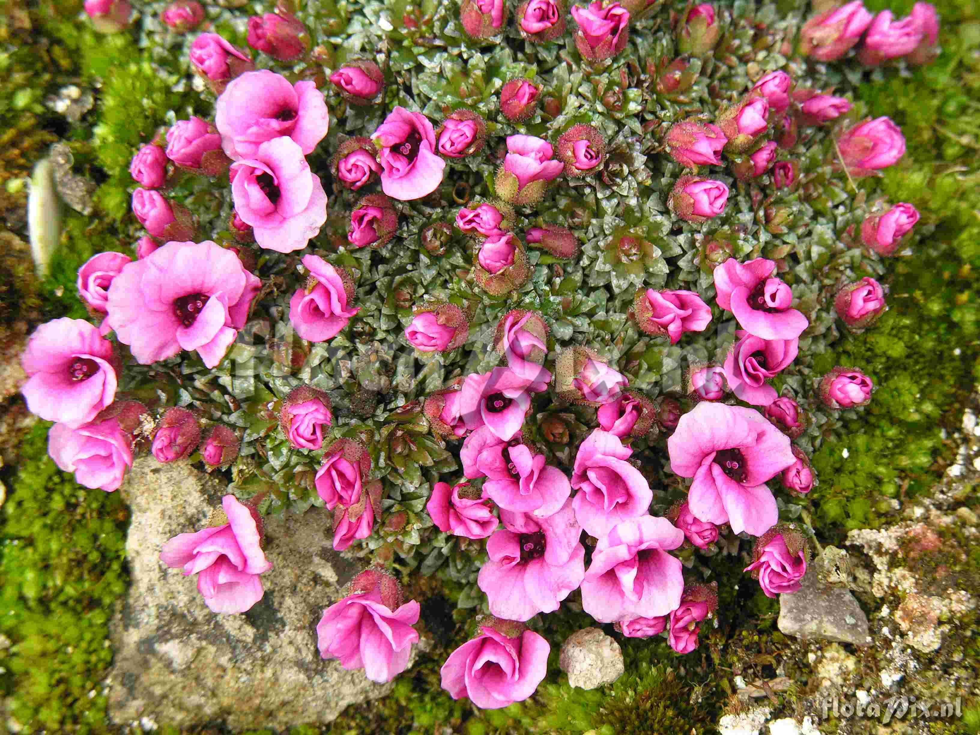 Saxifraga Dawn Frost