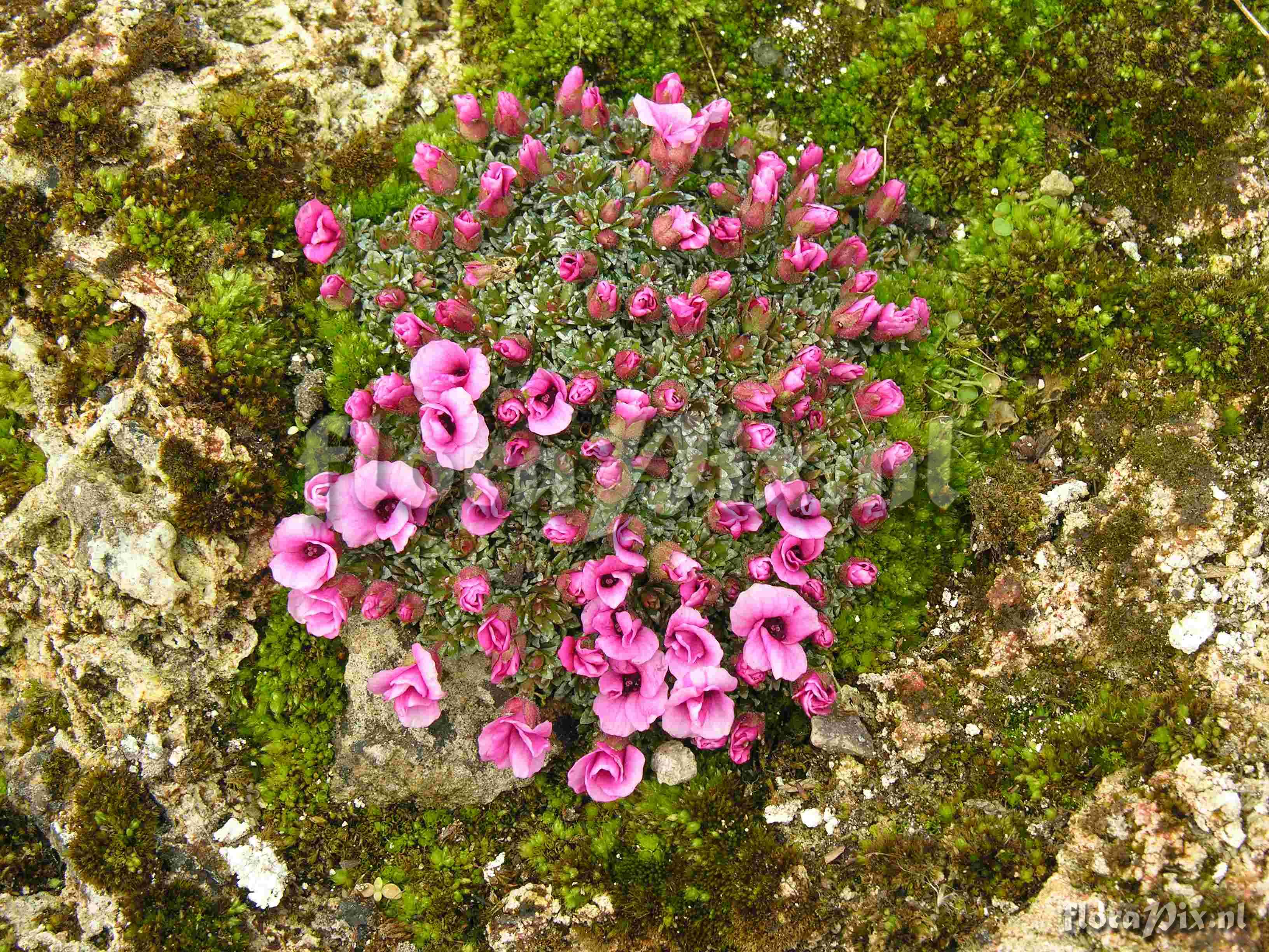 Saxifraga Dawn Frost