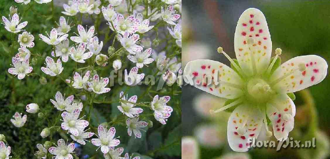 Saxifraga bronchialis