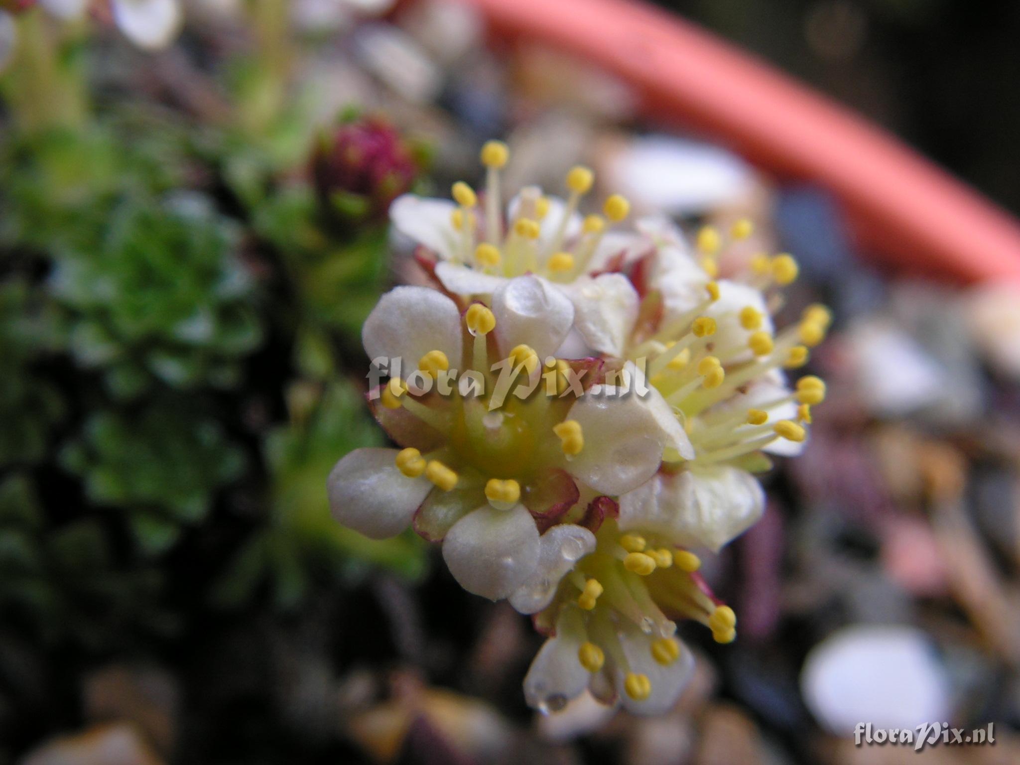 Saxifraga bryomorpha