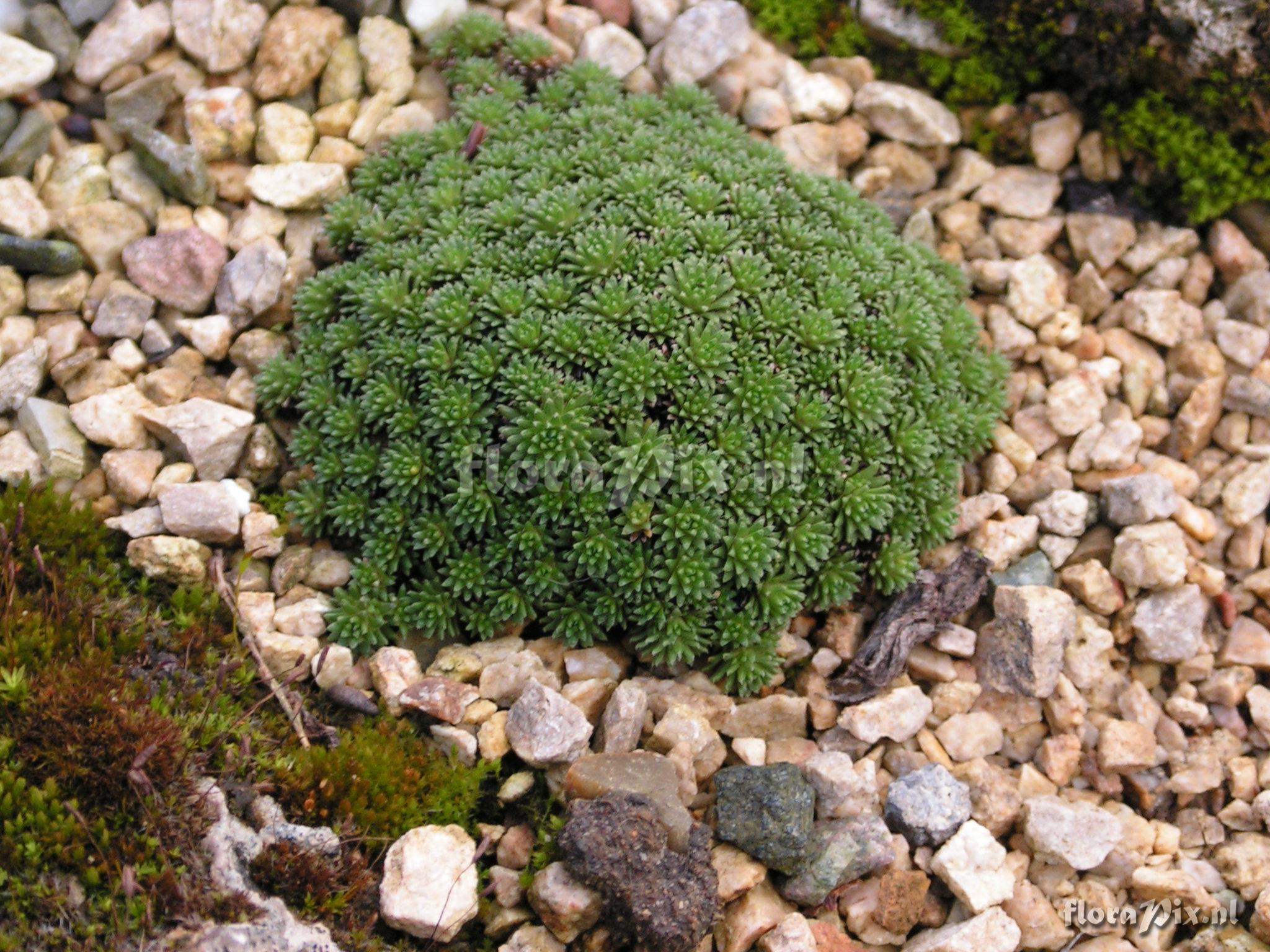 Saxifraga caucasica