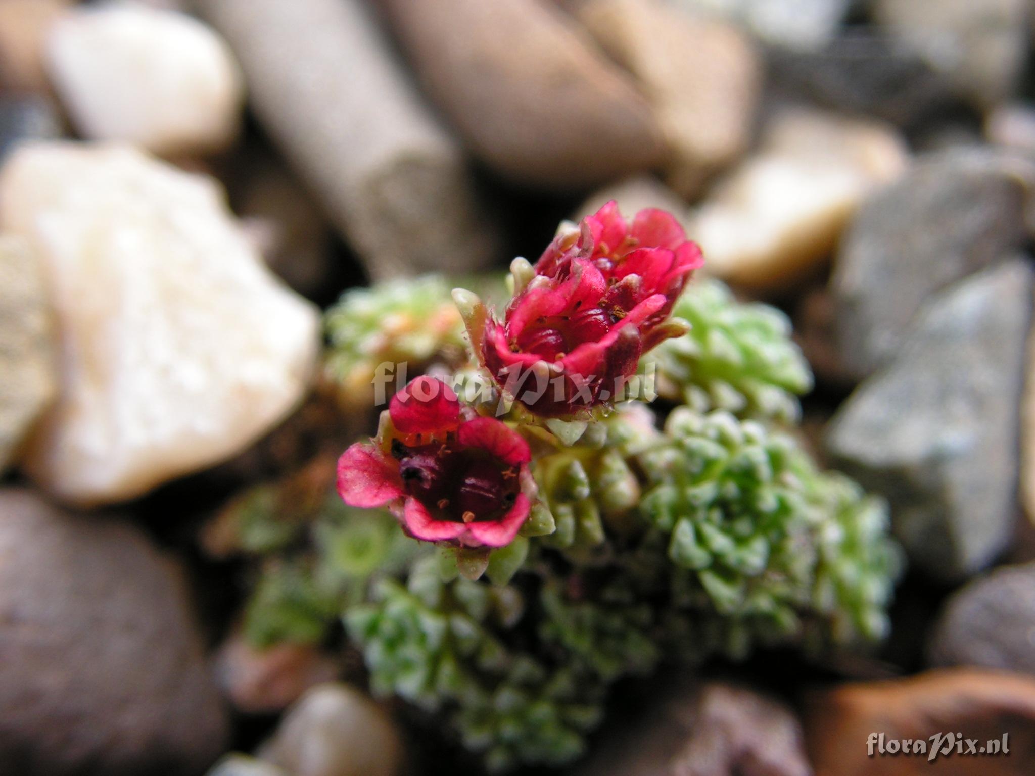 Saxifraga chionophila