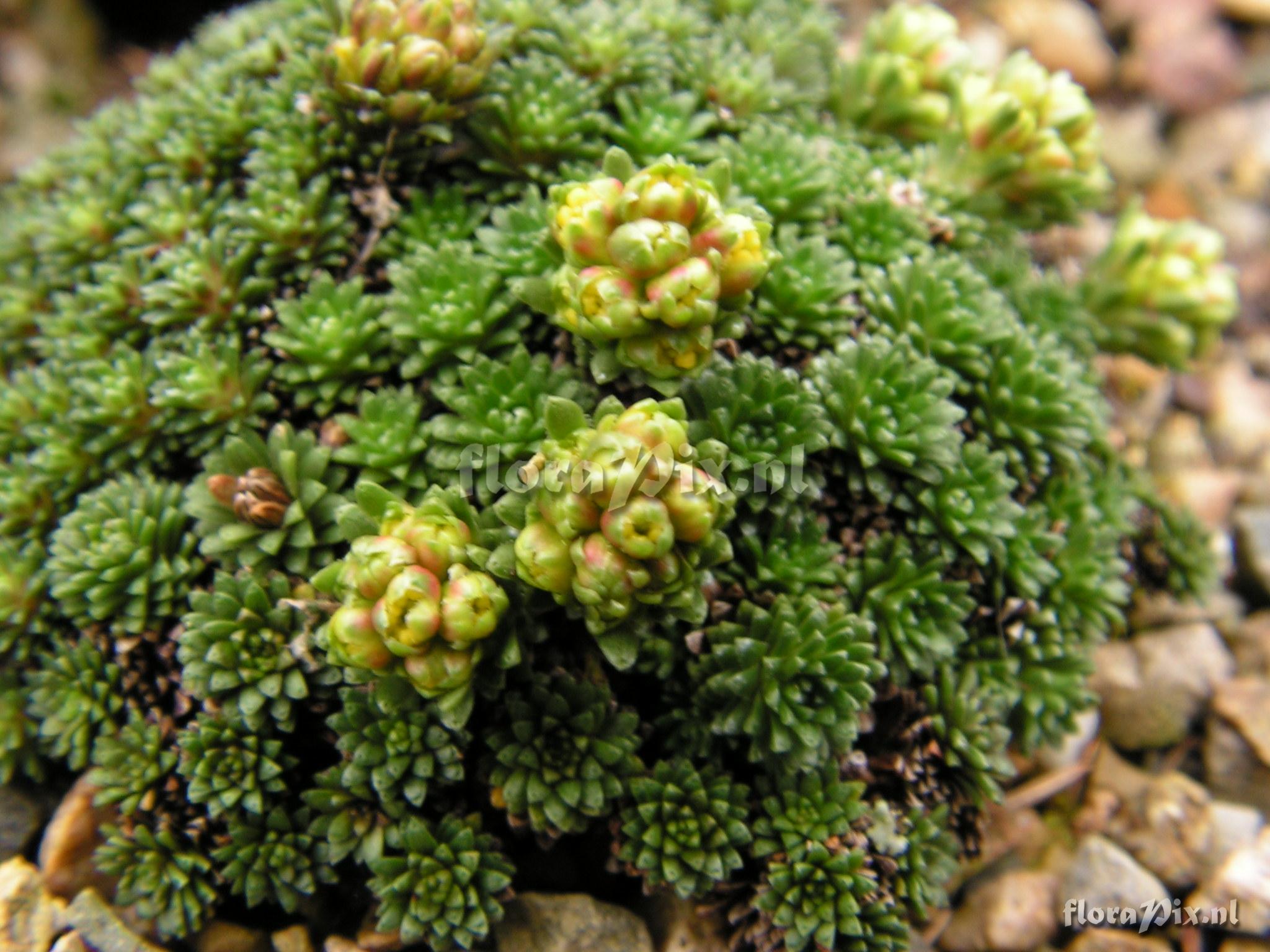 Saxifraga desoulavyi var. caucasica