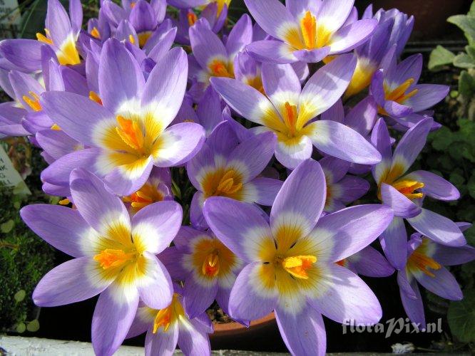 Crocus sieberi tricolor