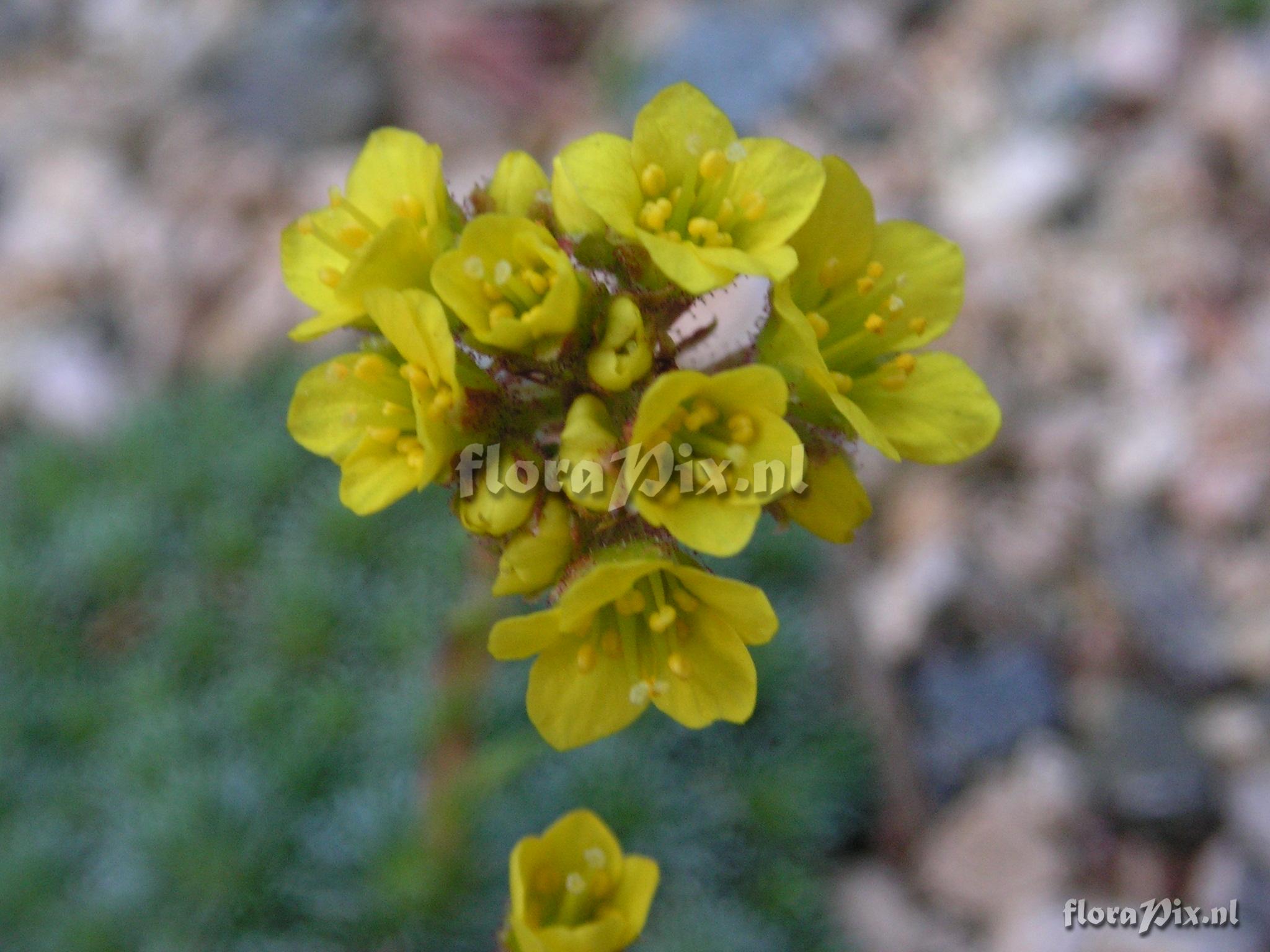 Saxifraga ferdinandi-coburgi Pirn form