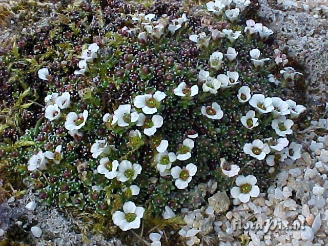 Saxifraga georgei