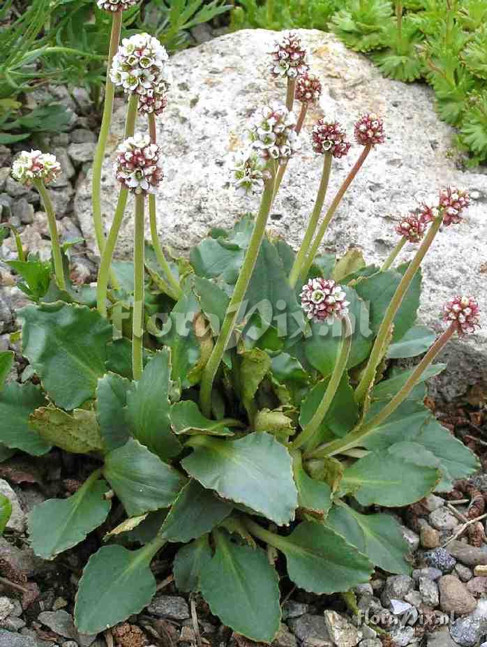 Saxifraga rhomboidea