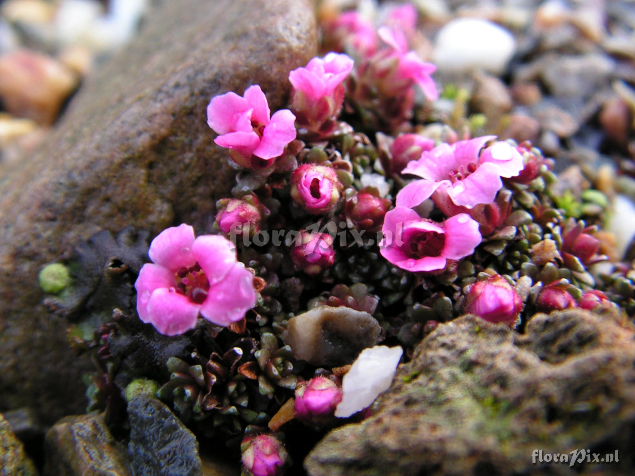 Saxifraga x myriad