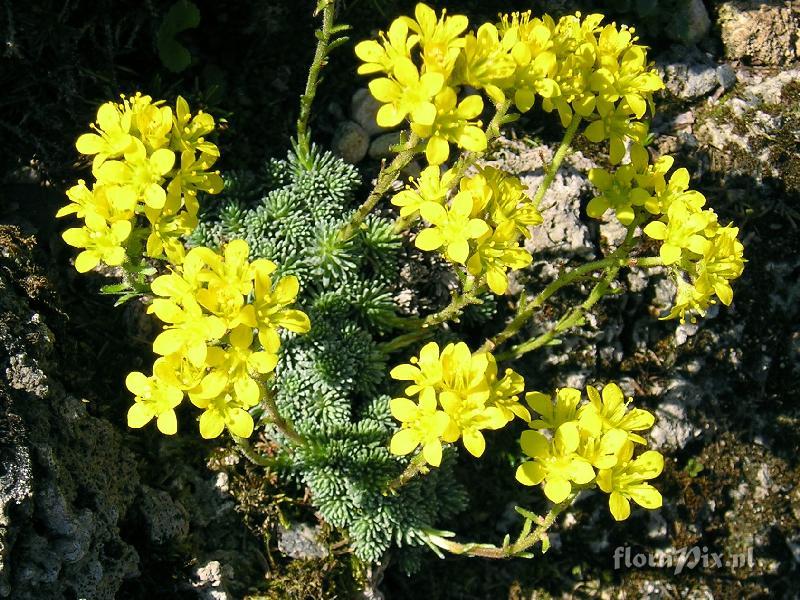 Saxifraga ferdinandi-coburgii