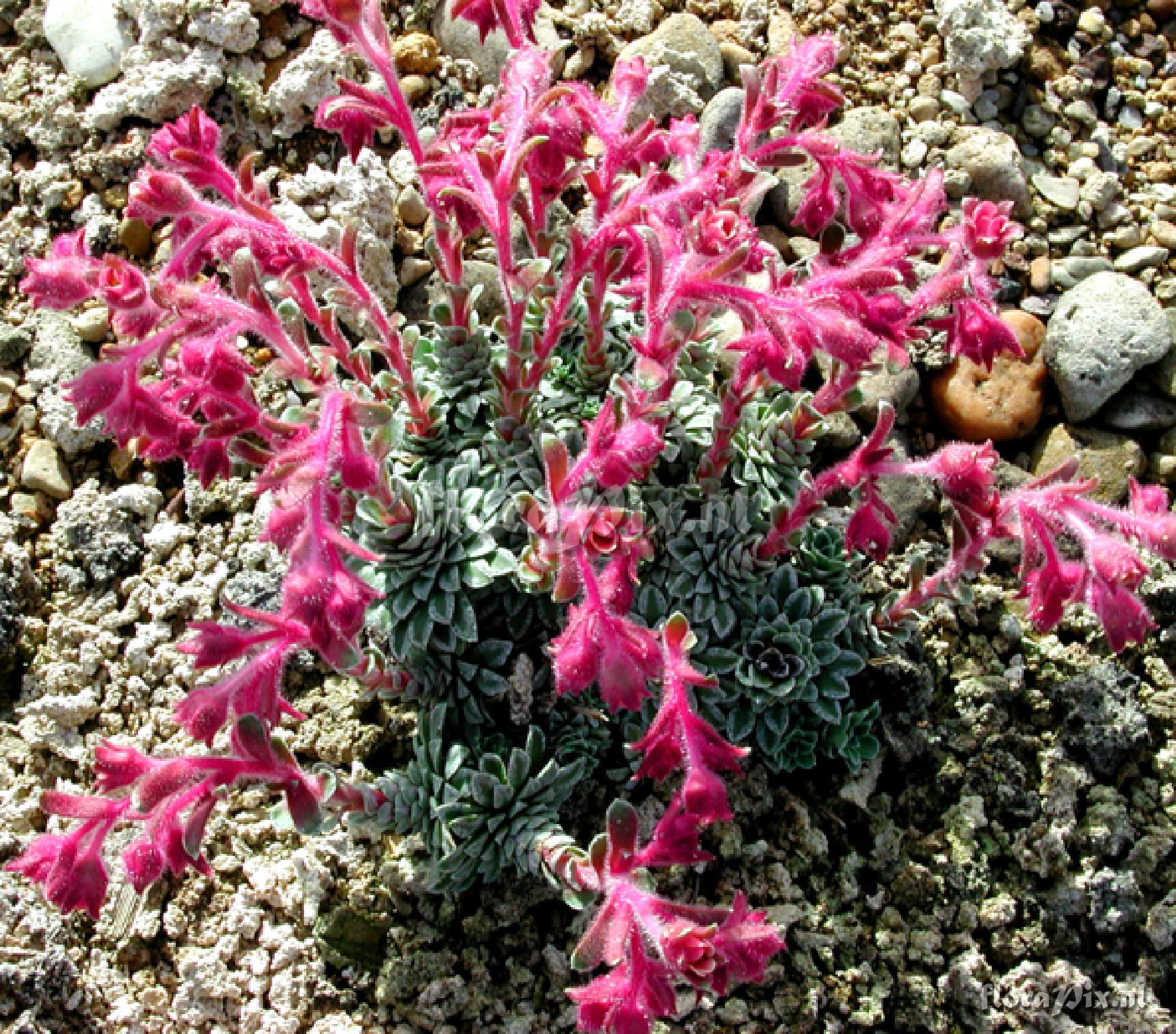 Saxifraga media