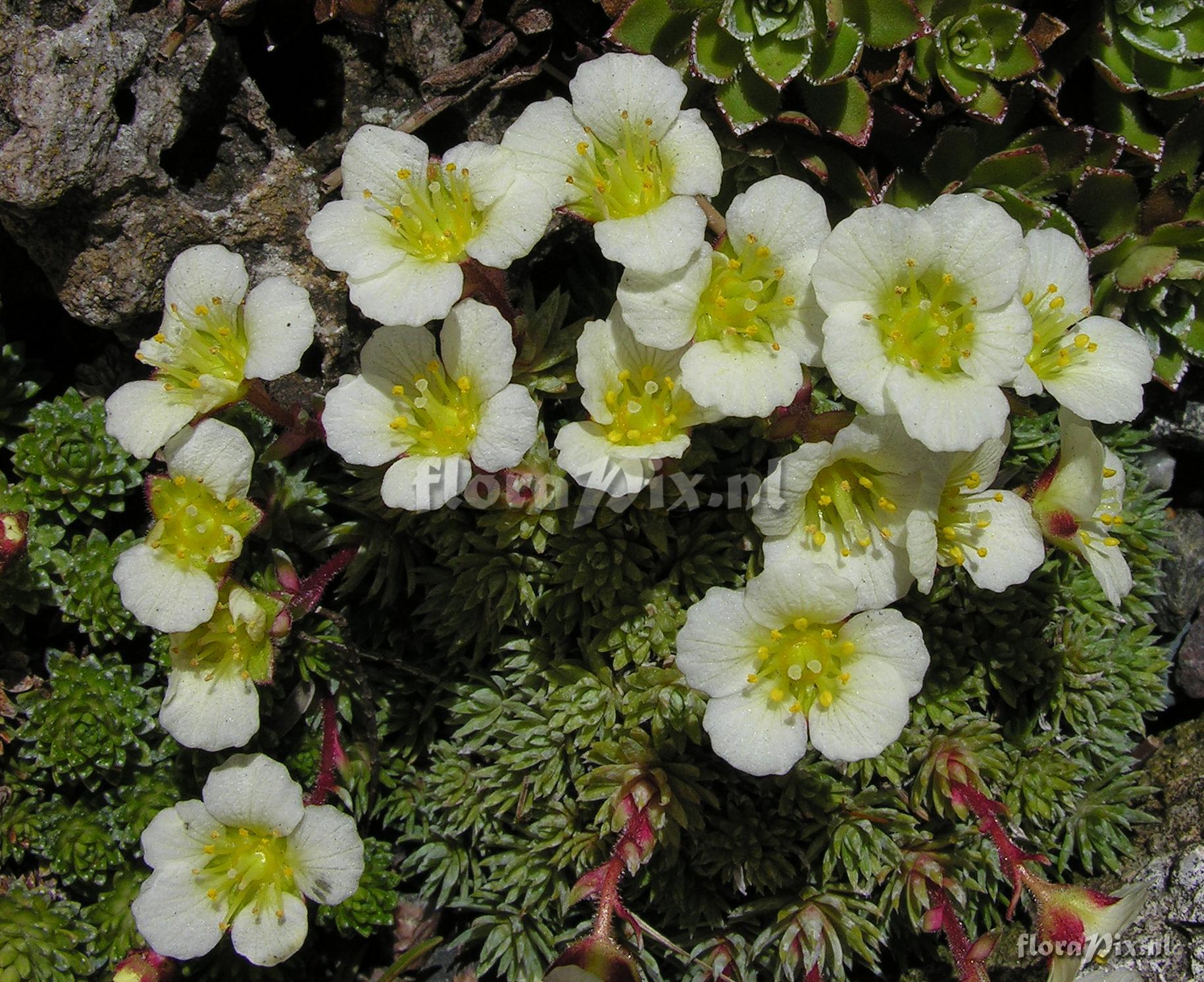 Saxifraga X boydii 